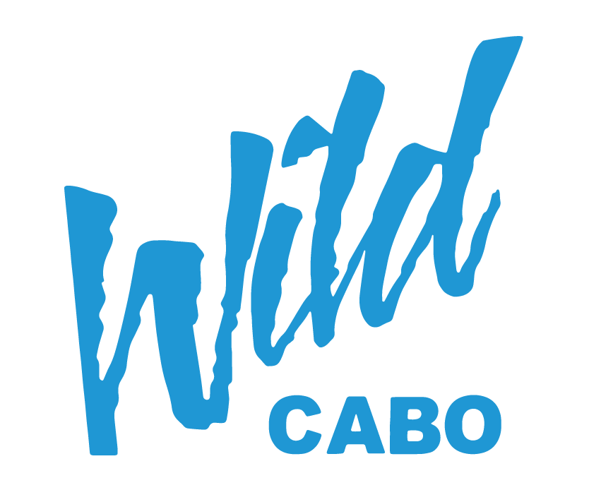 Wild Cabo logo